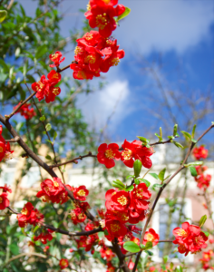 Schermafbeelding 2023-03-29 om 11.59.19